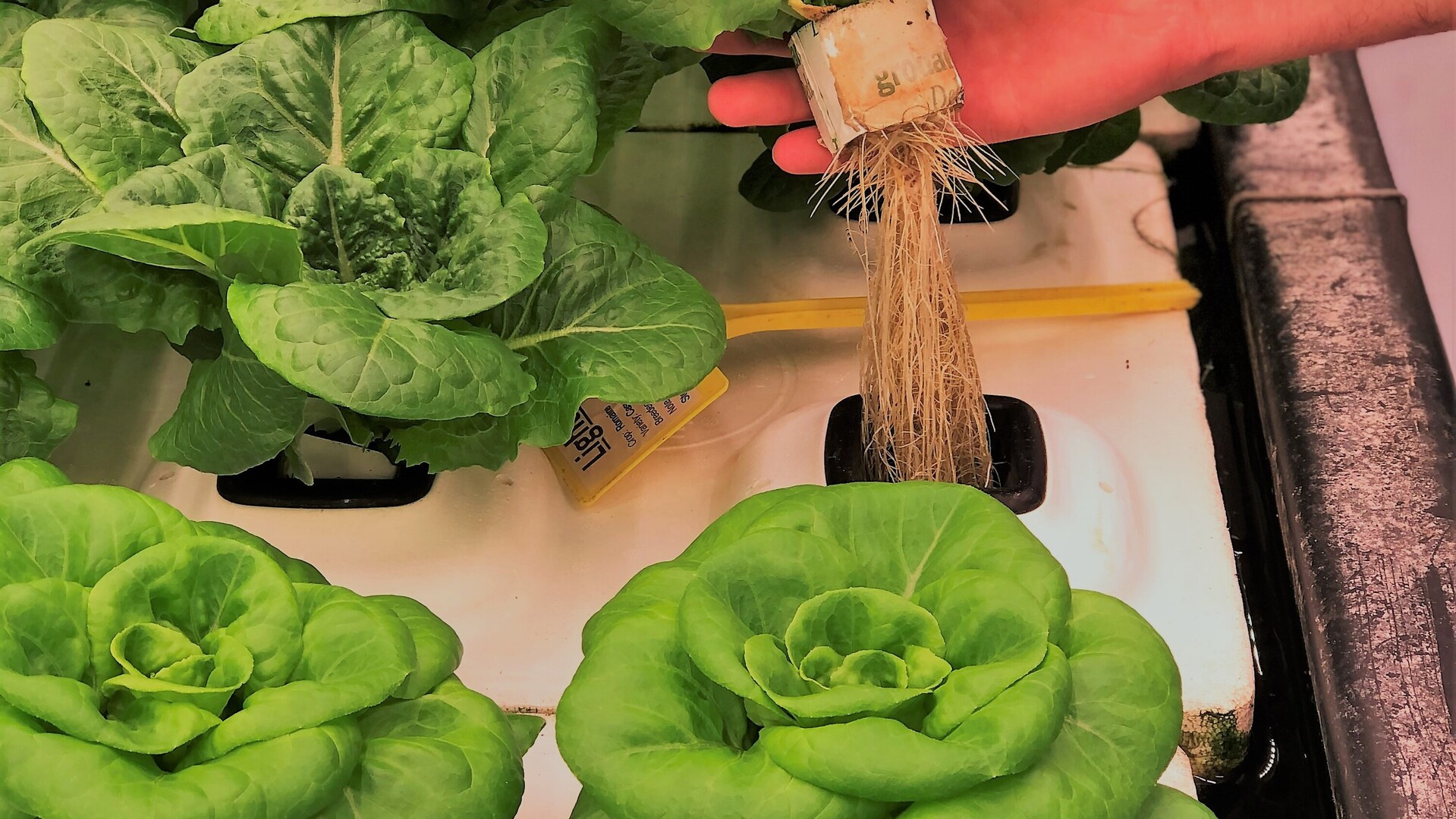 20210329_GR_PHO_5389