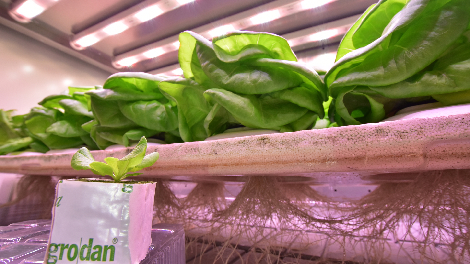 20210408 GR PHO 5394