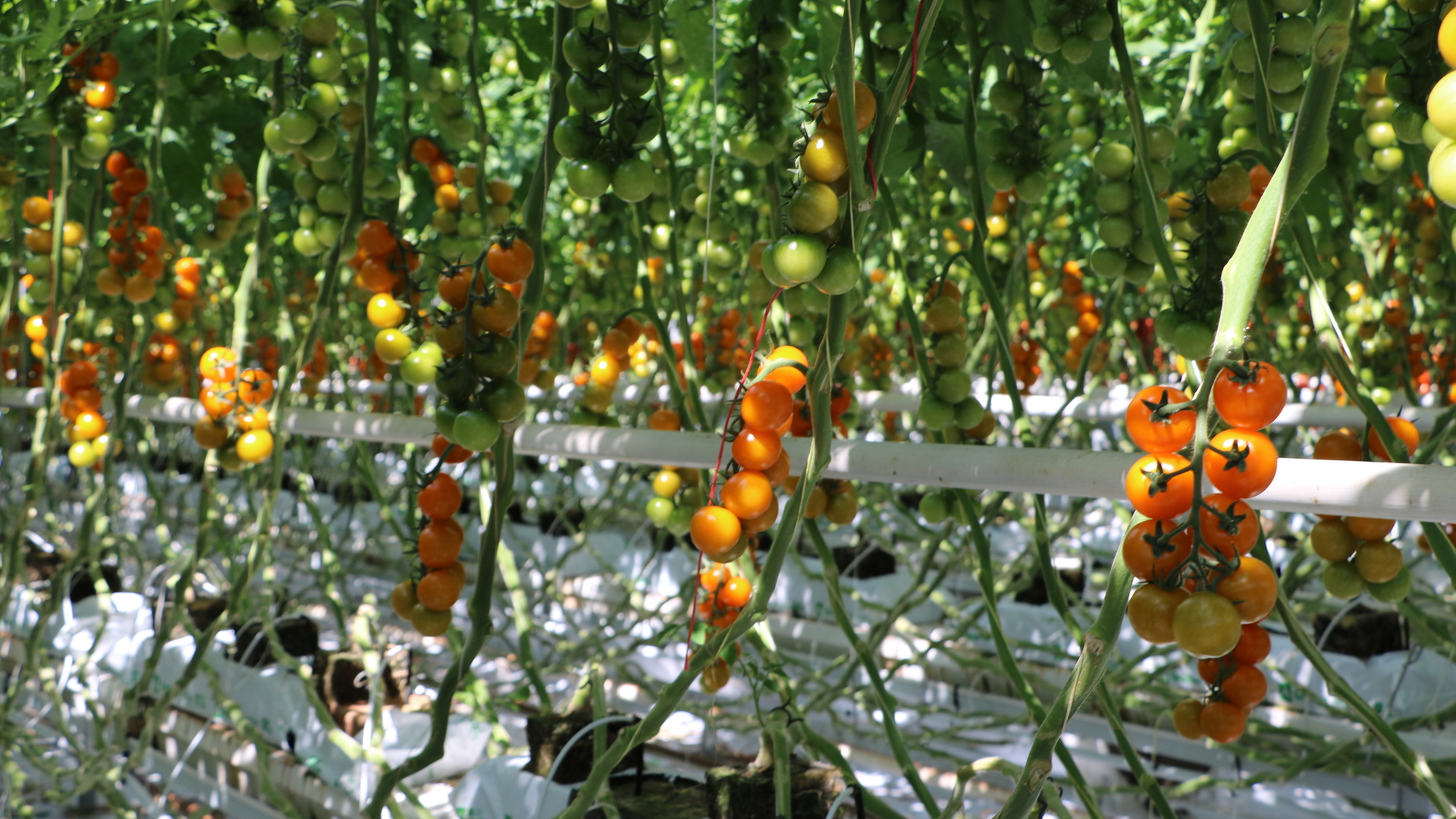 20220630 RW-GR PHO 1032